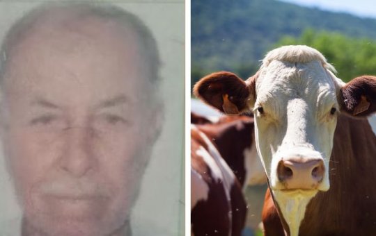 Idoso morre após levar cabeçada e ser pisoteado por vaca na Bahia