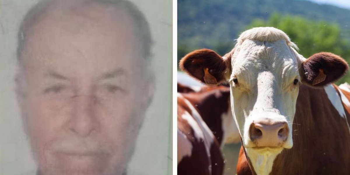 Idoso morre após levar cabeçada e ser pisoteado por vaca na Bahia