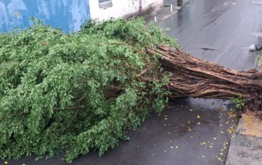 Chuva deixa ao menos seis árvores caídas em Salvador