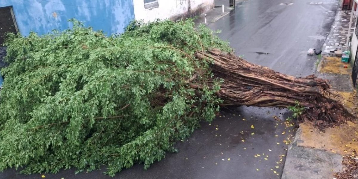 Chuva deixa ao menos seis árvores caídas em Salvador