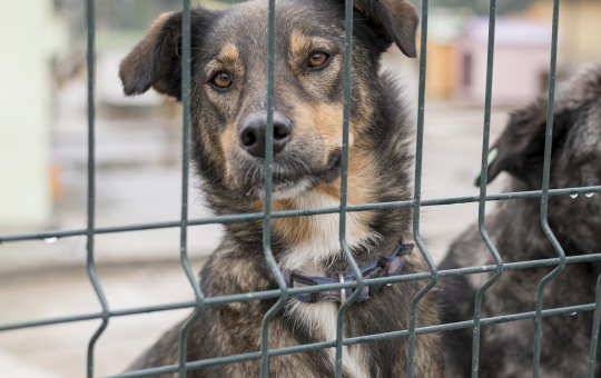 Homem em carro de luxo abandona cachorro em Praia do Flamengo e revolta internautas