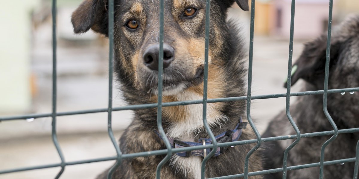 Homem em carro de luxo abandona cachorro em Praia do Flamengo e revolta internautas