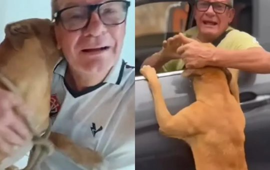 Empresário nega abandono de cachorro e diz que caso foi um mal-entendido