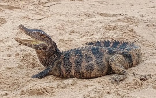 Jacaré é resgatado em praia de Salvador por polícia ambiental