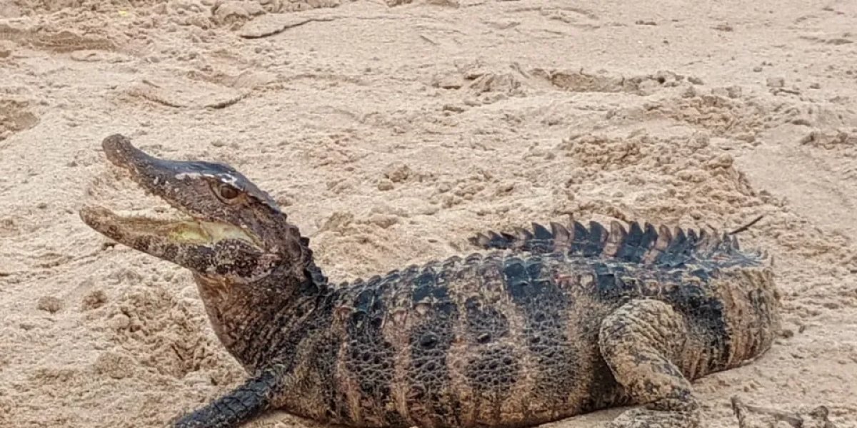 Jacaré visto na praia de Patamares, em Salvador