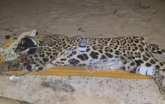 Polícia investiga ataque fatal de onça-pintada a caseiro no Mato Grosso do Sul