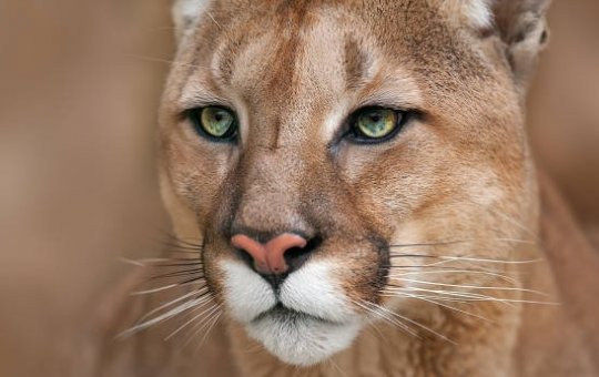 Cachorro salva idoso de ataque de onça-parda no Rio Grande do Sul