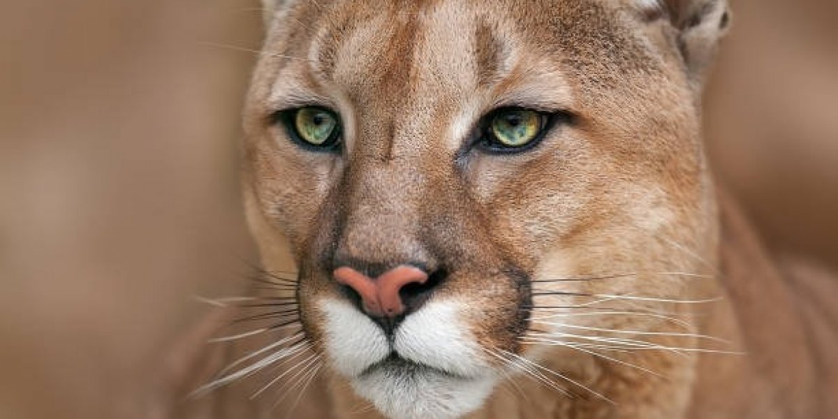 Cachorro salva idoso de ataque de onça-parda no Rio Grande do Sul
