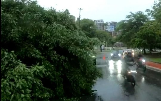 Árvore cai no Dique do Tororó e interdita via em Salvador