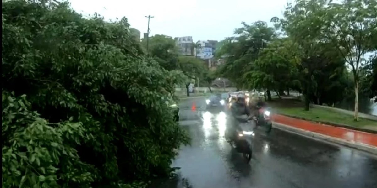 Árvore cai no Dique do Tororó