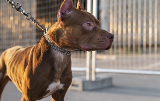 Ataques de pitbulls acendem alerta sobre cuidados com cães de grande porte no Brasil