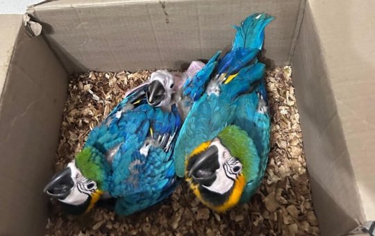 Homem é preso transportando araras e macaco silvestre em caminhão na Bahia