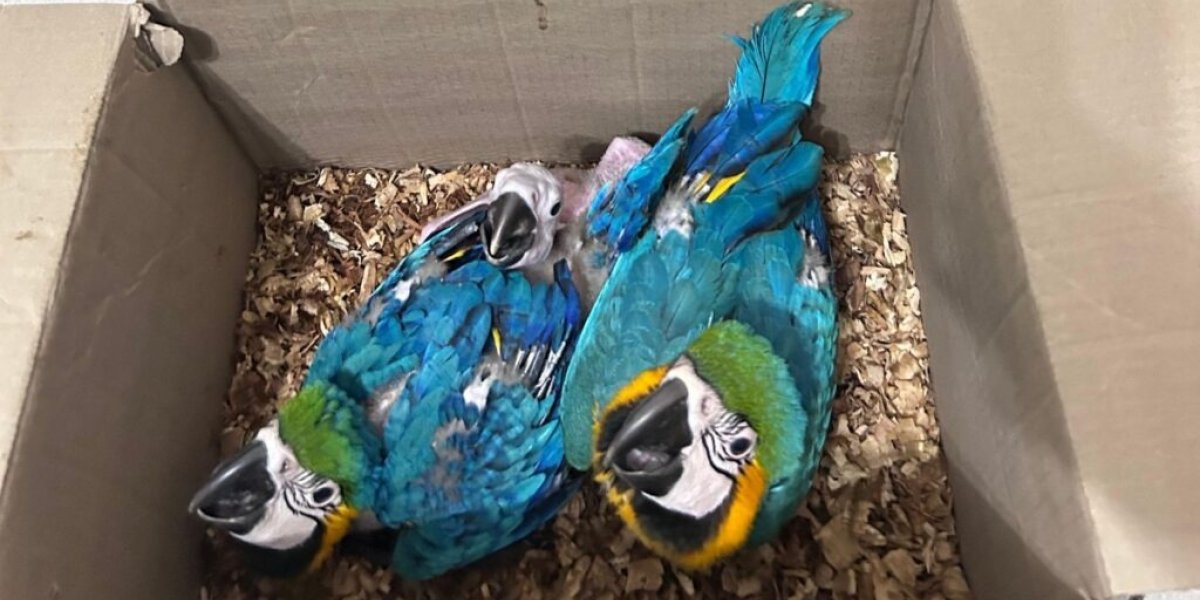 A imagem mostra as araras resgatadas pela polícia