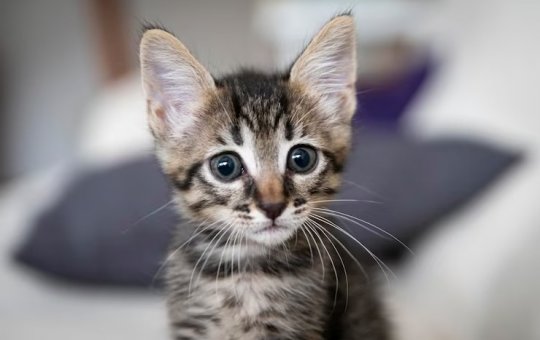Mulher é condenada por envenenar e matar mais de 20 gatos