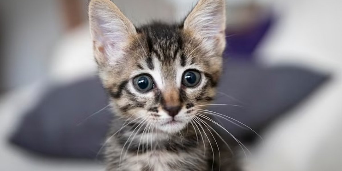 Imagem ilustrativa de um gato