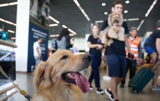 Segundo decisão do STJ, companhias aéreas podem barrar animais de suporte emocional