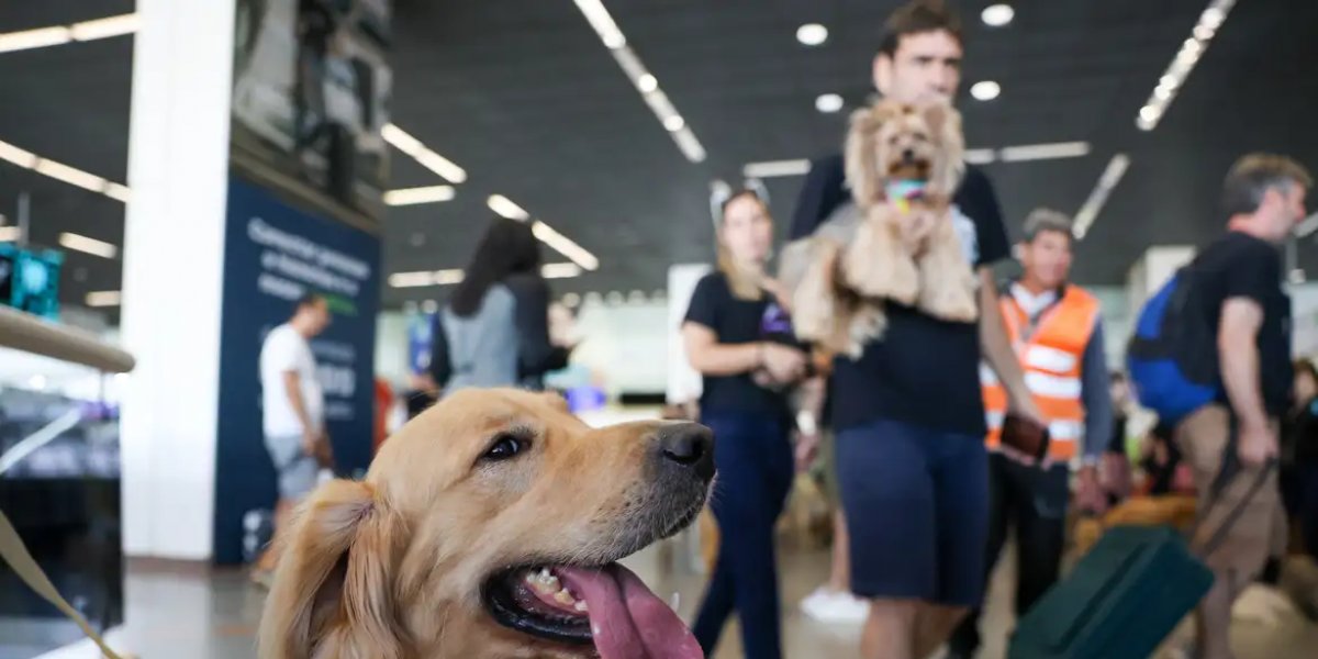 Golden Retriver em uma viagem no aeroporto (imagem ilustrativa)