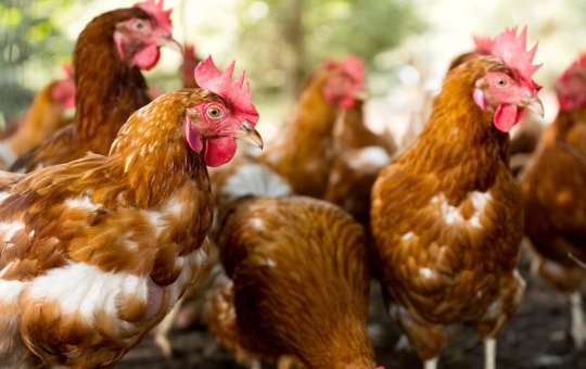 Brasil registra primeiro caso de gripe aviária comercial; China suspende compra de carne