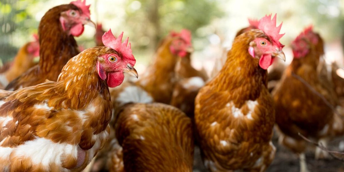 Criação de galinhas em uma granja