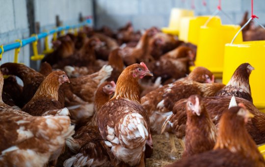 Gripe aviária: entenda o que é a doença que afeta aves e preocupa autoridades