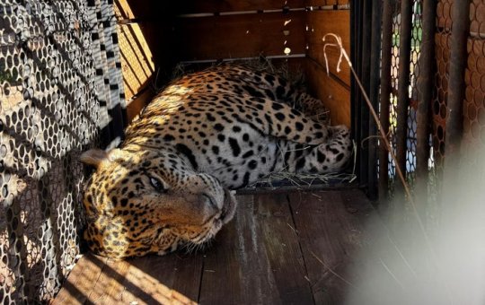 Onça que matou caseiro no Pantanal viverá em cativeiro permanente em SP