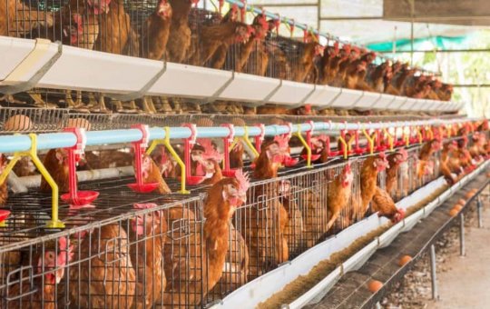 Malásia suspende importação de produtos avícolas do Brasil após caso de gripe aviária no RS