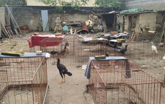 Idoso de 79 anos é preso em flagrante por manter rinha de galos em próprio bar