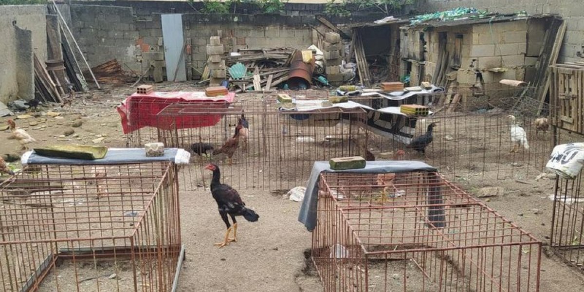 Foto do local usado como Rinha de Galos
