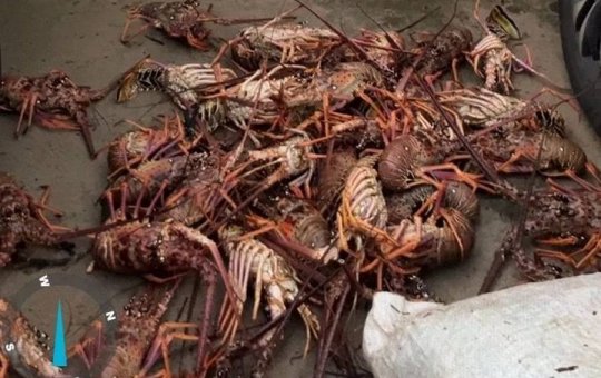 Mais de 450 kg de lagosta vermelha são apreendidos após pesca ilegal em Ilhéus