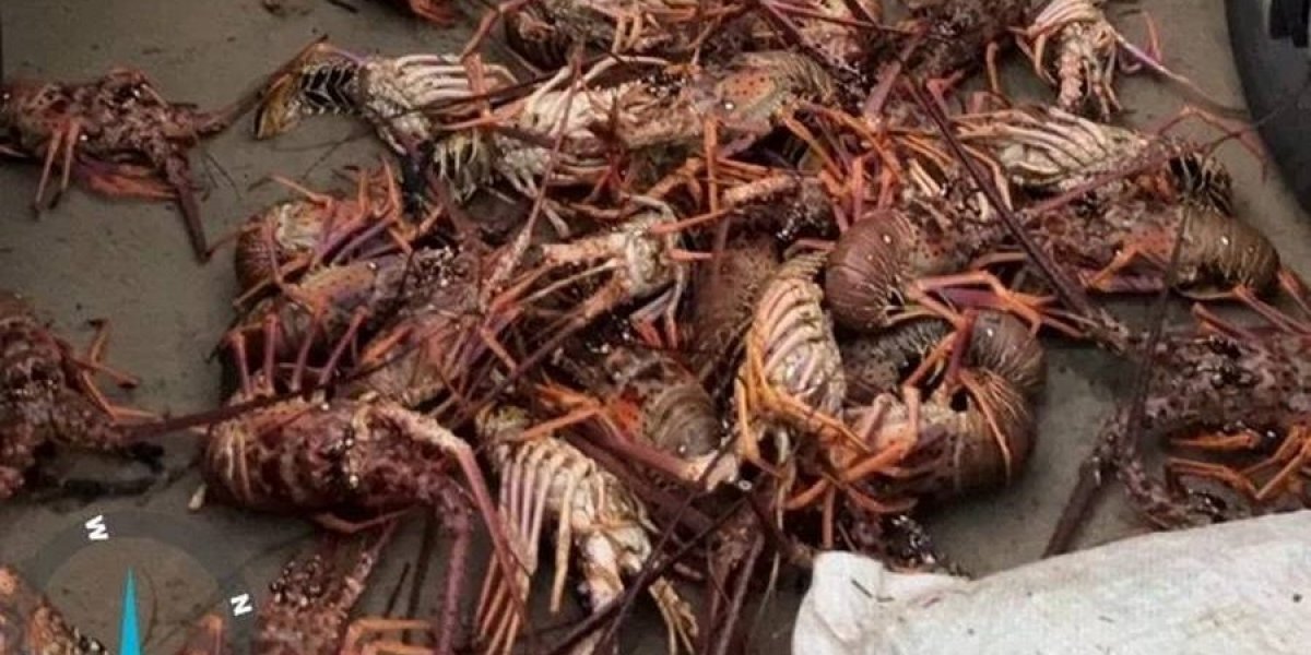 Lagostas apreendidas em Ilhéus