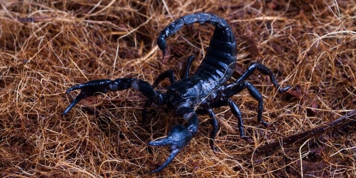 Mais de 9 mil casos de picadas de escorpião são registrados na Bahia em 2025