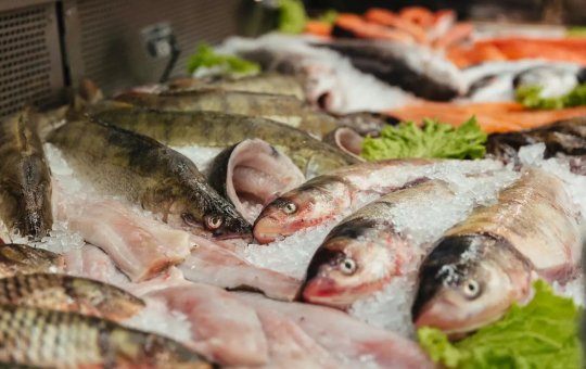 Vigilância Sanitária de Natal alerta população para possível contaminação nos peixes