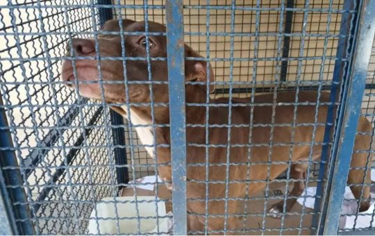 Pitbull abandonado entra em escola e ataca seis crianças no Rio de Janeiro 