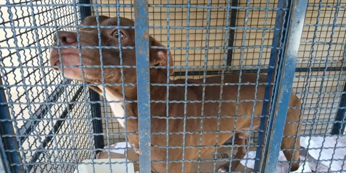 Pitbull recuperado após o ataque as crianças