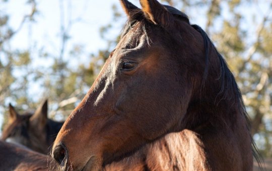Cavalo invade barbearia e destrói telhado em Salvador