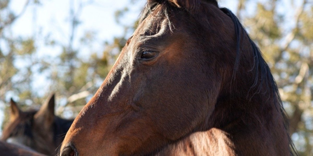 Imagem ilustrativa de um cavalo