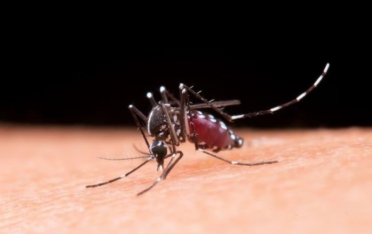 Primeira morte por dengue é confirmada em cidade da Bahia, diz Sesab