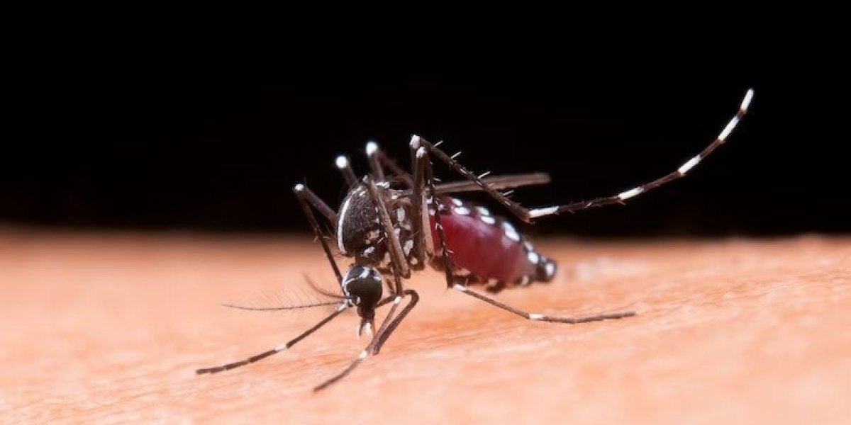 Primeira morte por dengue é confirmada em cidade da Bahia, diz Sesab