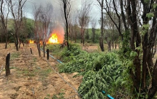 Operação da PM erradica mais de 100 mil pés de maconha em Curaçá