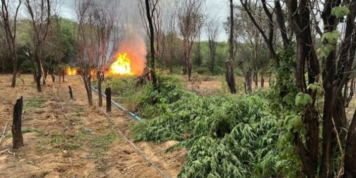 Pés de maconha erradicados