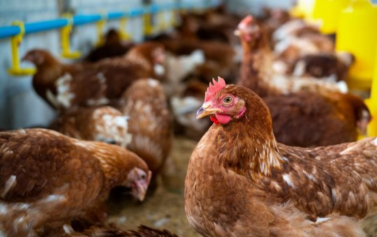 Gripe aviária acende alerta para saúde no Brasil