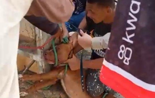Cachorro amarrado após ataque
