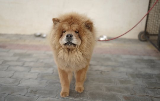 Foto ilustrativa Chow-Chow