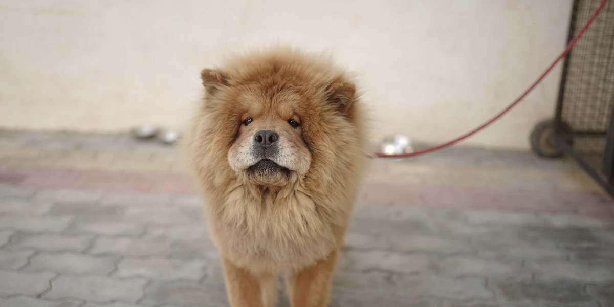 Foto ilustrativa Chow-Chow