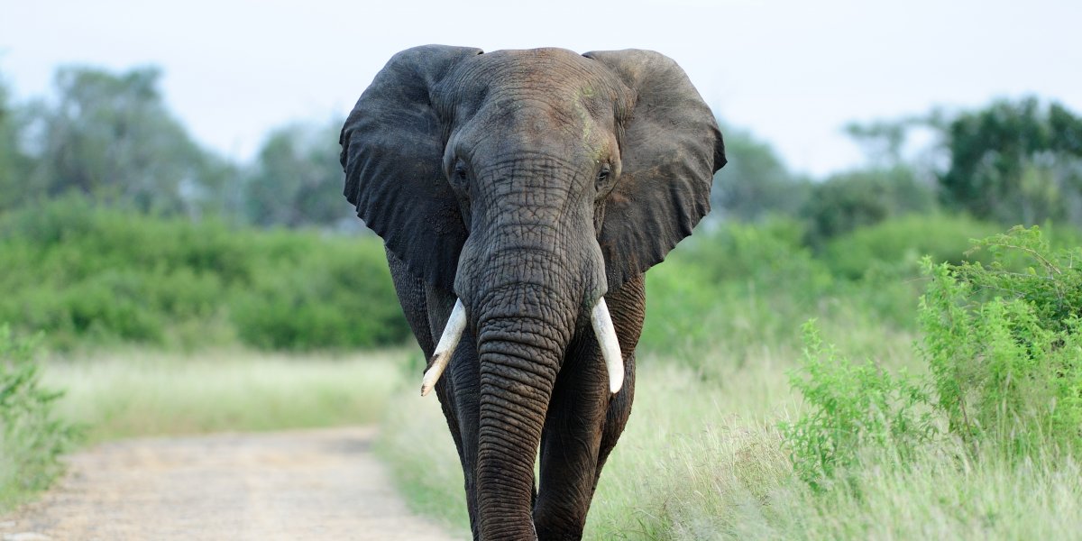 Imagem ilustrativa de um elefante