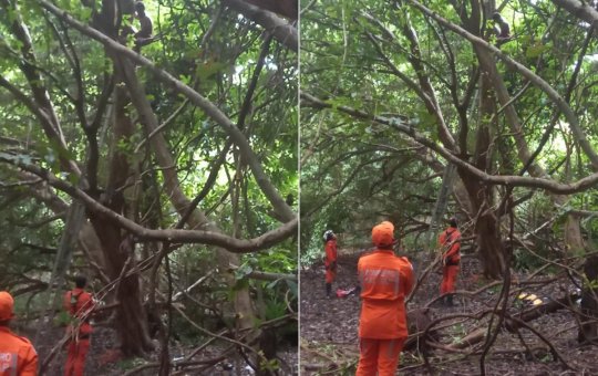 Resgate de homem desaparecido em árvore já dura mais de 60 horas, bombeiros seguem em negociação
