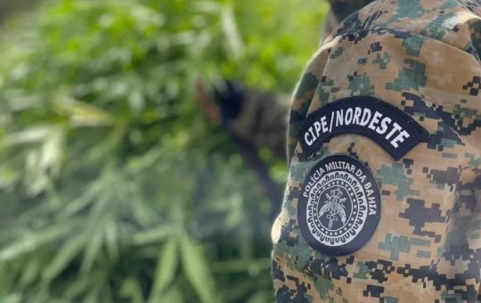 Caatinga participa de apreensão de 37 mil pés de maconha e 740 kg da droga pronta para venda