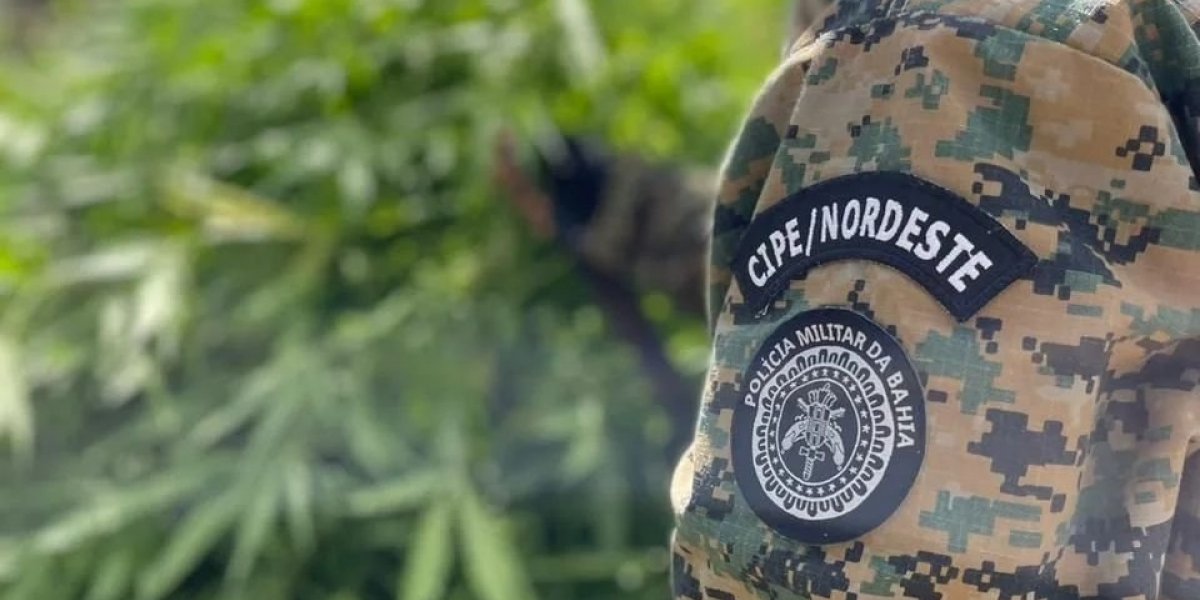 Policial da Caatinga erradicando plantio de maconha