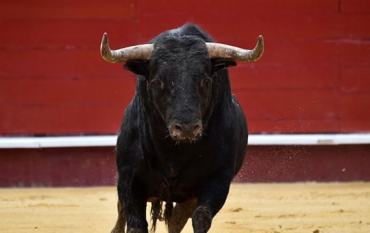 Touro escapa de celebração religiosa e atinge ao menos 30 pessoas no Peru