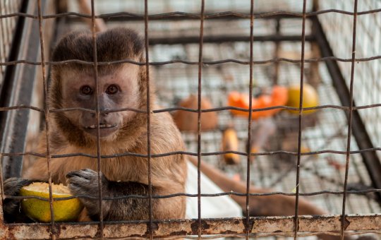Macaco preso em gaiola